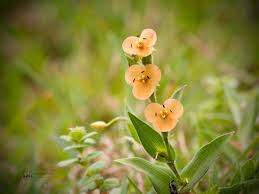 Image result for Polygala erioptera