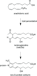 Isolg Protein Adduct Formation Isolevuglandins Isolgs Are Formed Download Scientific Diagram