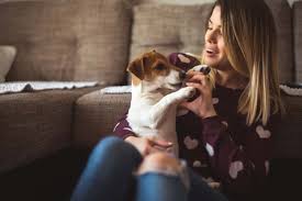 Jack Russel Terrier Kopek Ozellikleri Ve Bakimi Petza