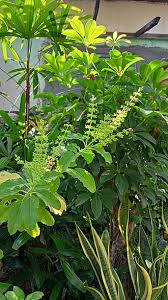 Image result for Ocimum angustifolium