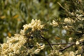 Image result for Acacia abyssinica