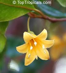 Image result for Gnidia goetzeana