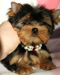 Tiny Teacup Yorkie Puppies For Sale In 2020 Teacup Yorkie Yorkie Puppy Yorkie Puppy For Sale