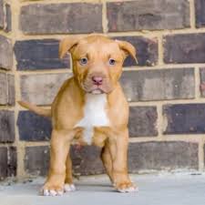 Cute Animals Colouring In Pages His Cute Small Animals Videos Pitbull Puppies For Sale Red Nose Pitbull Puppies Pitbull Puppies