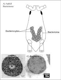 Image result for Buchnera