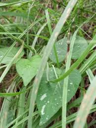 Image result for Ceropegia racemosa