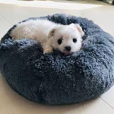 The four most common are roundworms, hookworms, tapeworms, and heartworms. 78 2 Calming Pet Bed Ideas Pet Bed Dog Bed Cat Bed
