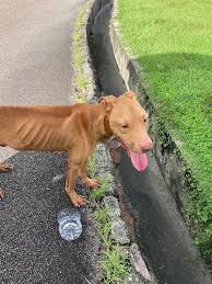 Trinidad and Tobago Wags and Paws