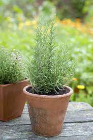 Growing Rosemary In Pots Rosemary Plant Care Balcony Garden Web
