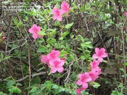 It can grow to between 9 and 12 ft. Plant Identification Closed What S This Pink Flowering Bush 1 By Anna Z