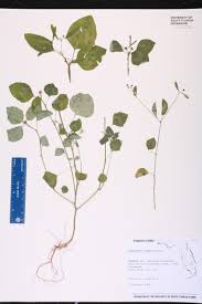 Image result for Euphorbia graminea