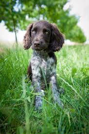 Charakteristisch für den deutschen wachtelhund ist sein deutlich ausgeprägter jagdverstand, sein selbständiges arbeiten, seine raubwildschärfe und seine wirklich große jagdpassion. Deutscher Wachtelhund 2019 Charakter Wesen Hunde Fan De