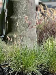 Image result for Melinis nerviglumis