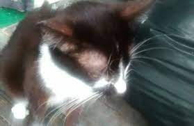 Watch full episodes, specials and documentaries with national geographic tv channel online. Ouachita Parish Animal Control 417 Well Rd West Monroe La 71292 Yp Com