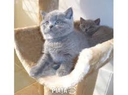 Toate rasele de animale de vanzare. Animale De Companie Vanzari Cumparari Vand Pisici British Shorthair Bucuresti Imaginea 1 Din 1 British Shorthair British Shorthair Cats Cats