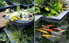 Dhedhes mendesak seseorang dengan pertanyaan agar ybs. Punya Kolam Ikan Outdoor Di Rumah Wajib Terapkan 6 Tips Ini