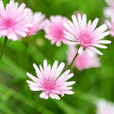 Do You Know Crepis Rubra Such A Charming And Easy Annual Crepis Rubra Is A European Species Of Flowering Plant Rare Plants Planting Flowers Dandelion Flower