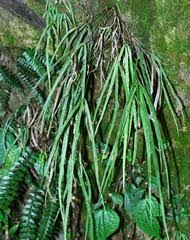 Image result for Pteris auquieri