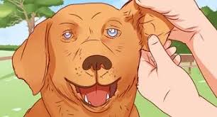 3 Manieres De Soigner Une Otomycose Wikihow