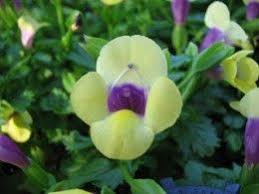Pin On Flowers