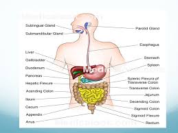 Digestive System 3 Main Functions A Digestion Breakdown Of Foods Within Stomach And Intestines For Use By Body S Cells B Absorption Passage Of Digested Ppt Download