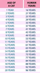 Tap again to see the term. Cat 14 Cat Years To Human Years