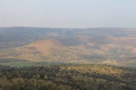 Image result for Vernonia griseopapposa