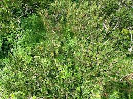 Image result for Pterocelastrus