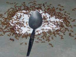 Yang satu dicetak menurut tradisi setempat, seperti gula batok atau begitu pun kalau sudah sampai ke bentuk bubuknya, bedakan mereka menjadi gula semut aren atau gula semut kelapa. Ada Gula Ada Lah Semut