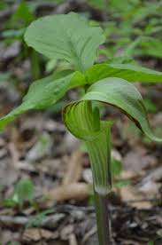 Varies per variety, click on any product for further information. Arisaema Triphyllum Jack In The Pulpit Prairie Moon Nursery