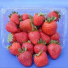 Pour the blended margarita ingredients into the decanter along with the muddle basil and stir vigorously to incorporate. Uf Ifas Strawberry Varieties Gulf Coast Research And Education Center University Of Florida Institute Of Food And Agricultural Sciences Uf Ifas