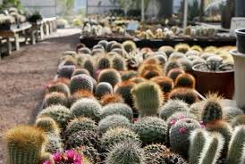 If so, you should become a vendor at the pomona swap meet & classic car show! Cactus Mart Cacti Succulents Desert Plant Emporium Morongo Valley Ca