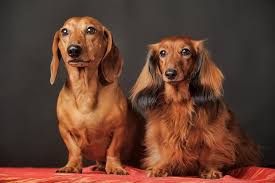 Long Haired Dachshund What To Know About This Stunning Dachshund All Things Dogs All Things Dogs