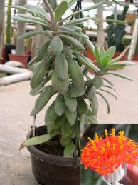 Image result for Kleinia grantii