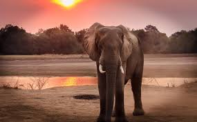 1000 Beautiful Wildlife Photos Pexels Free Stock Photos ✓ free for commercial use ✓ high quality images. 1000 beautiful wildlife photos