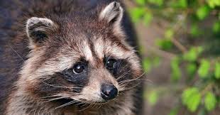 Raccoons are mostly solitary creatures. Brain Cancer Causing Virus Strikes West Coast Raccoons Wired