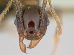 Image result for Anthericopsis sepalosa