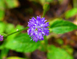 Image result for Senecio aetfatensis