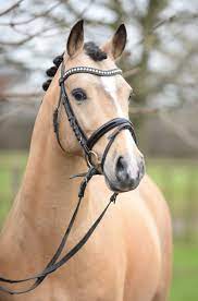 pin auf thunder wave auction horse market