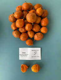 Image result for Garcinia livingstonei