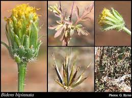 Image result for Bidens bipinnata