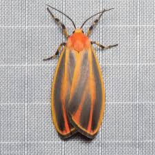 Image result for Hypoxis monanthos