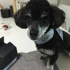 Black And White Parti Toy Poodle Poodle Silver Phantom Gentle The Marie Parti Poodle Toy Poodle Phantom Poodle