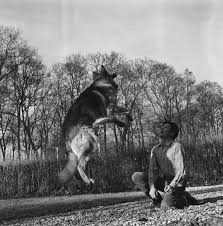 Retrouvez tous les messages alain et ses chiens sur alain delon ,simplement. Alain Et Ses Chiens Alain Delon Simplement