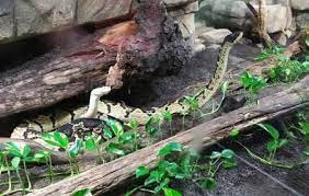 Cape fear serpentarium уилмингтон •. Cape Fear Serpentarium Castle Hayne Ticket Price Timings Address Triphobo