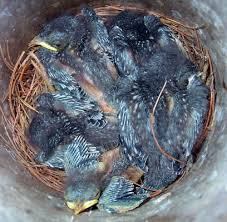 Bluebird Nestling Day 1 21 Time Sequence Photos