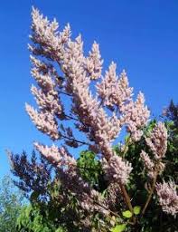 Image result for Ochna rovumensis