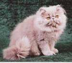 Lilac Kitten Pictures - Lilac Persians, Bicolors ...