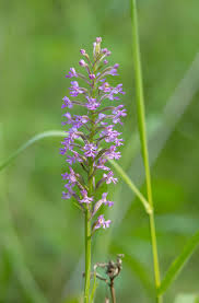 Image result for Platanthera psycodes