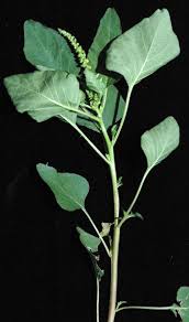 Image result for Amaranthus viridis